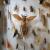 Insect Pinning Workshop