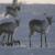 Animal Nation - Caribou