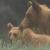animal Nation - Bear