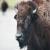 Animal Nation - Bison