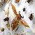 insect pinning