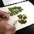 Pressed Plant